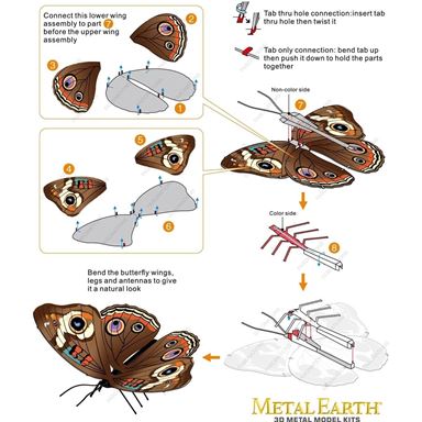 14+ Diagram Of A Butterfly