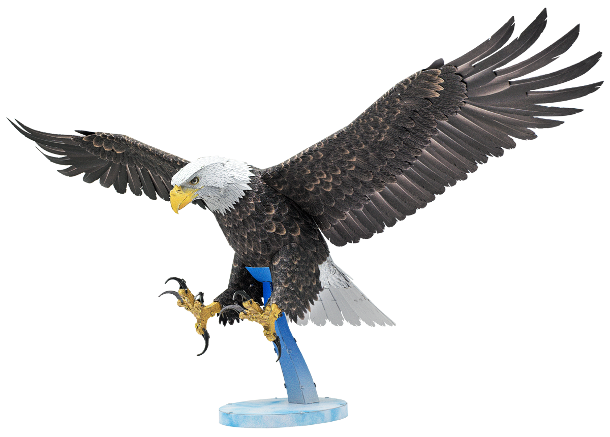 American Bald Eagle