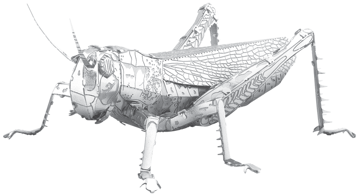Grasshopper 