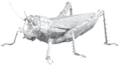 Grasshopper 