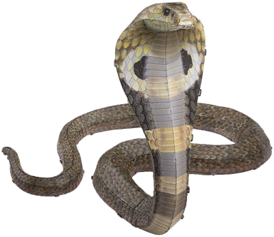 Cobra