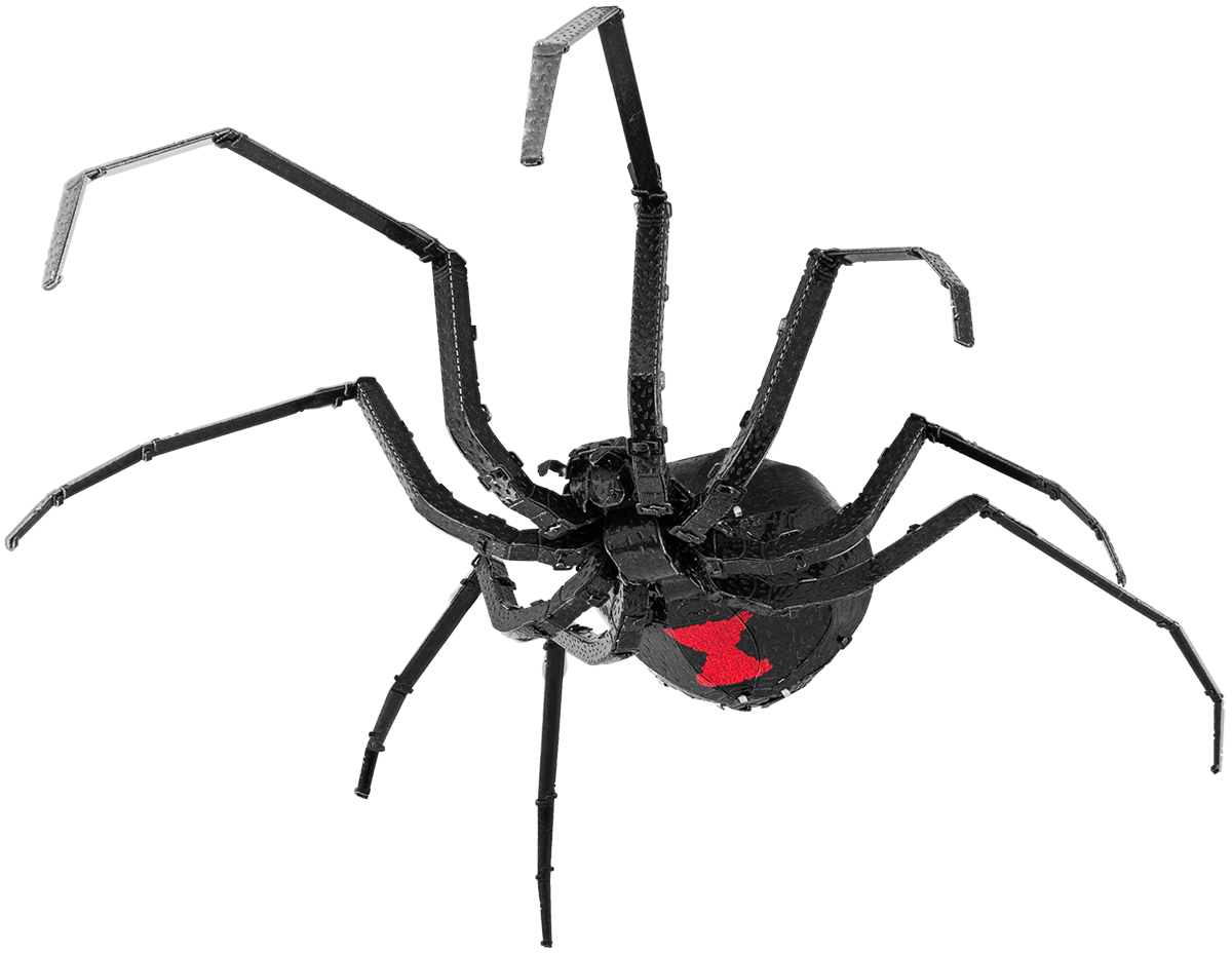 Black Widow Spider