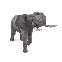  African Elephant 