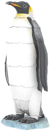 Emperor Penguin