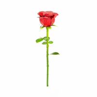Red Rose