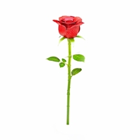 Red Rose