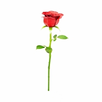 Red Rose
